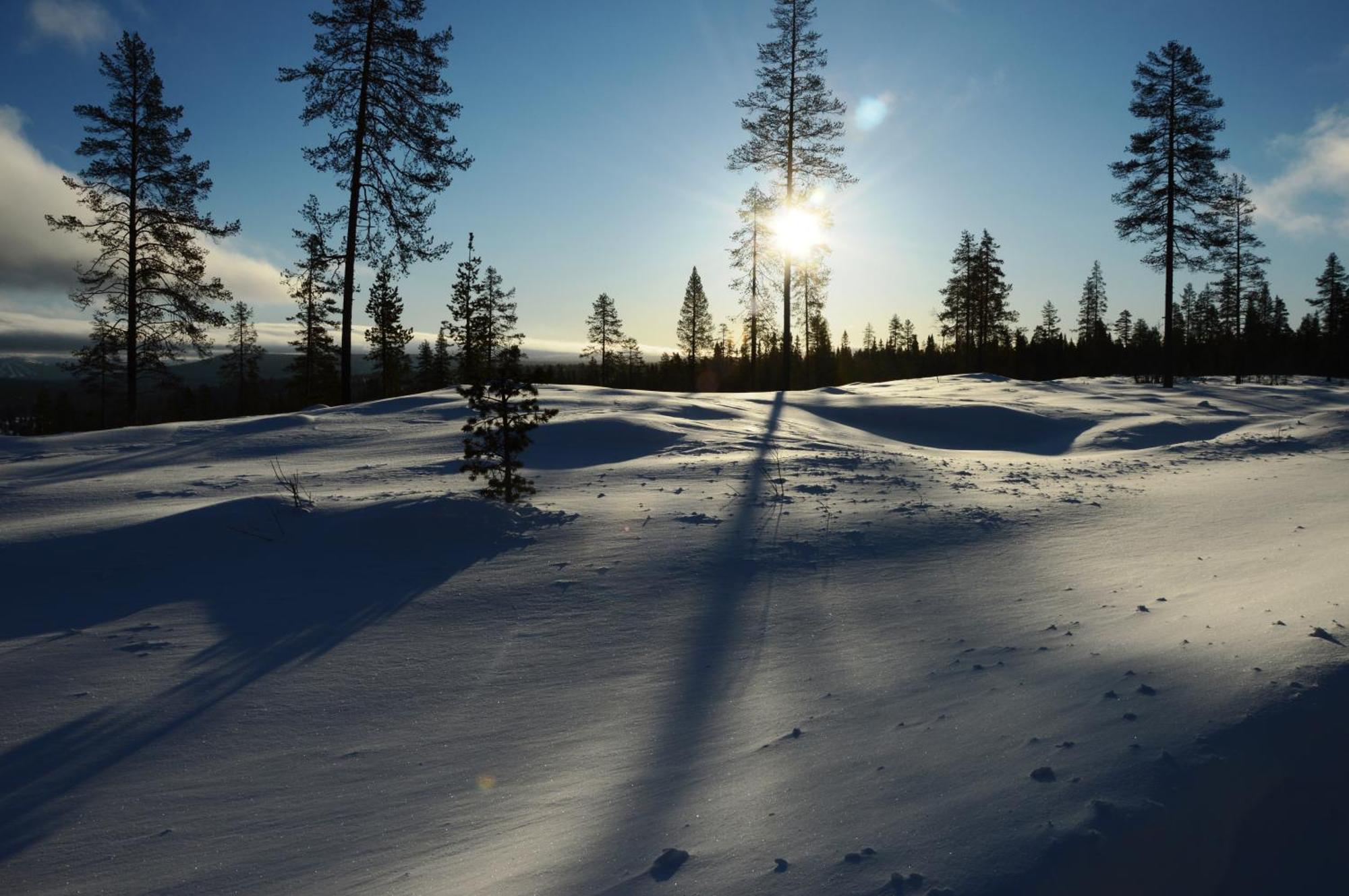 12 - Fulufjellets Nasjonalparker - Natur-, Dyre- Og Fugleopplevelser Ljørdal Екстериор снимка
