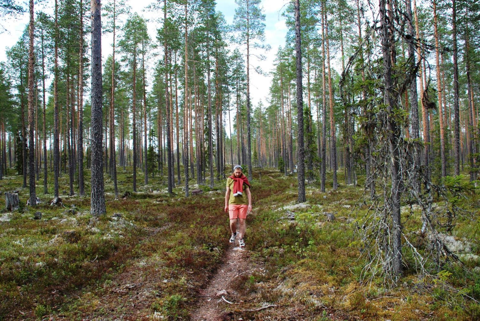 12 - Fulufjellets Nasjonalparker - Natur-, Dyre- Og Fugleopplevelser Ljørdal Екстериор снимка