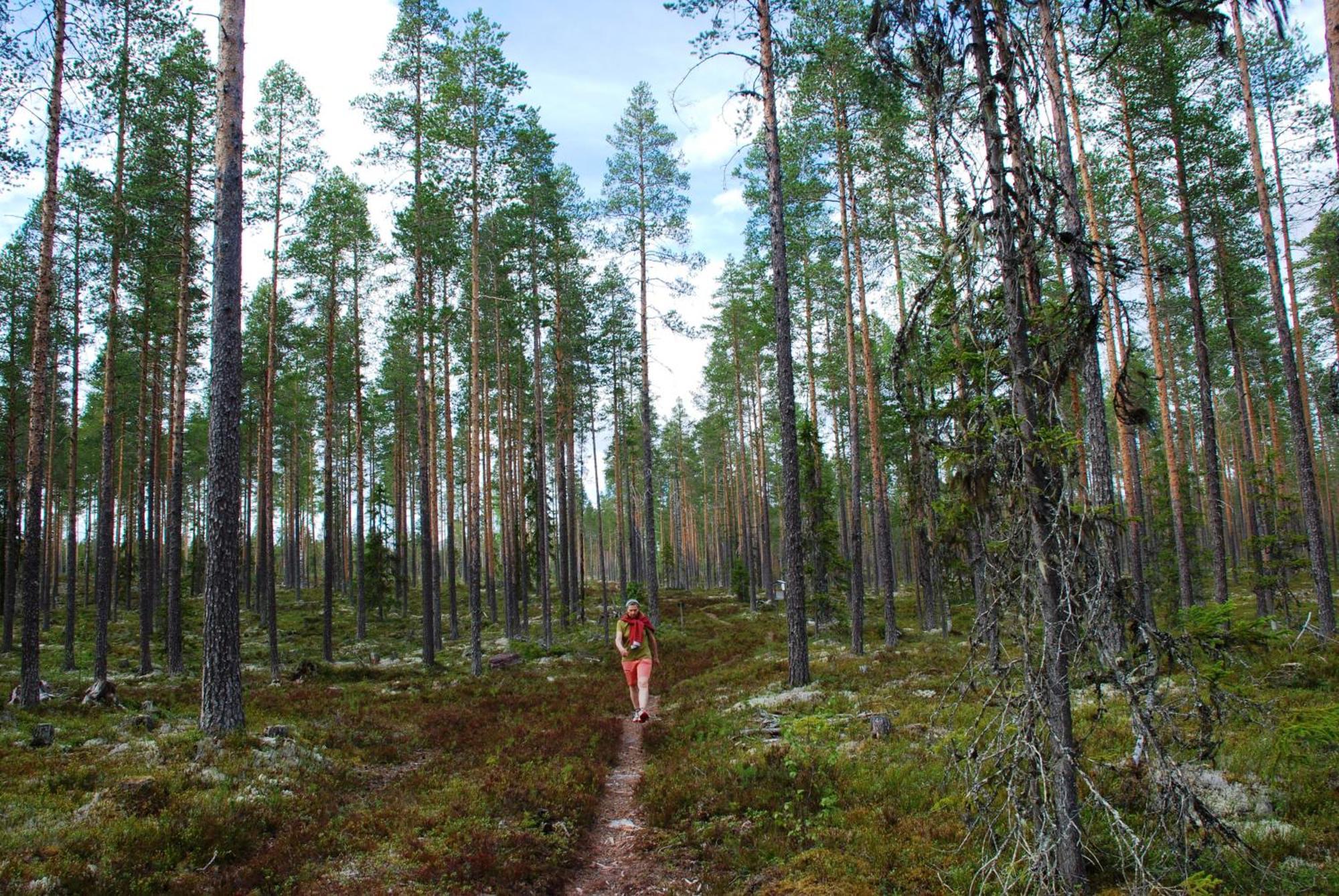 12 - Fulufjellets Nasjonalparker - Natur-, Dyre- Og Fugleopplevelser Ljørdal Екстериор снимка