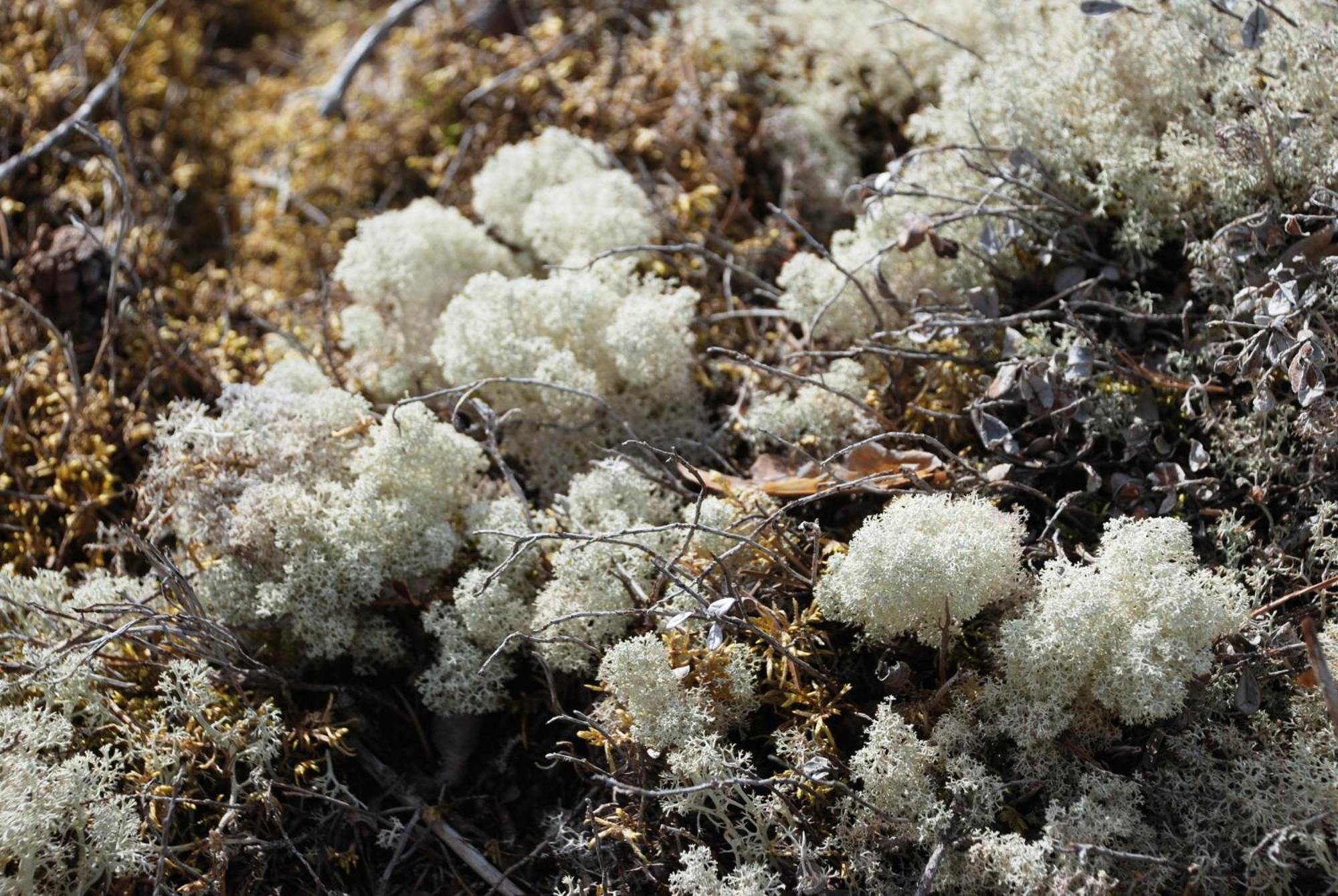 12 - Fulufjellets Nasjonalparker - Natur-, Dyre- Og Fugleopplevelser Ljørdal Екстериор снимка