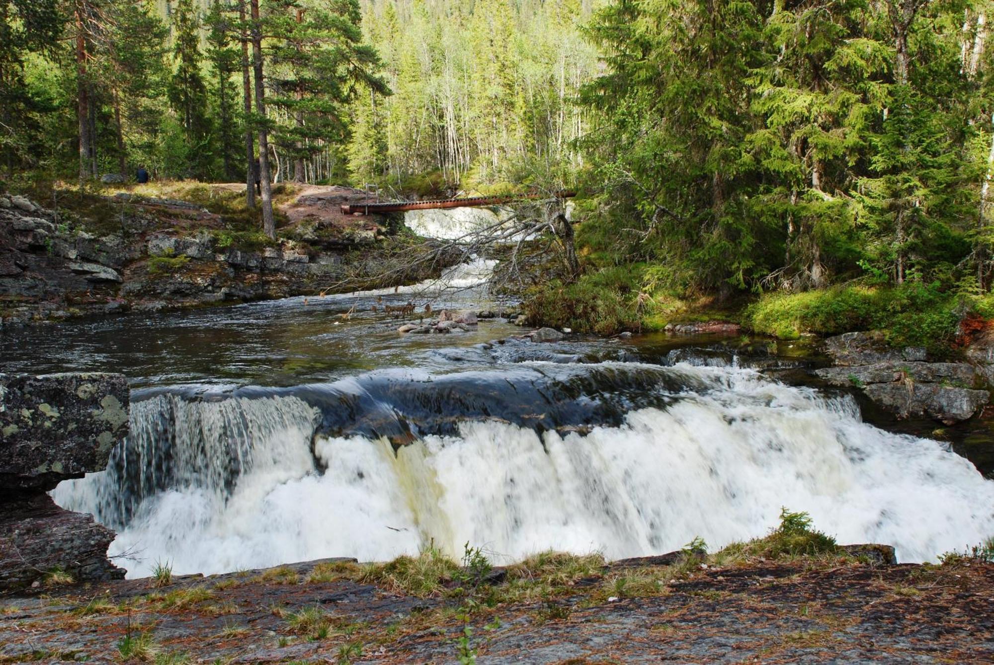 12 - Fulufjellets Nasjonalparker - Natur-, Dyre- Og Fugleopplevelser Ljørdal Екстериор снимка