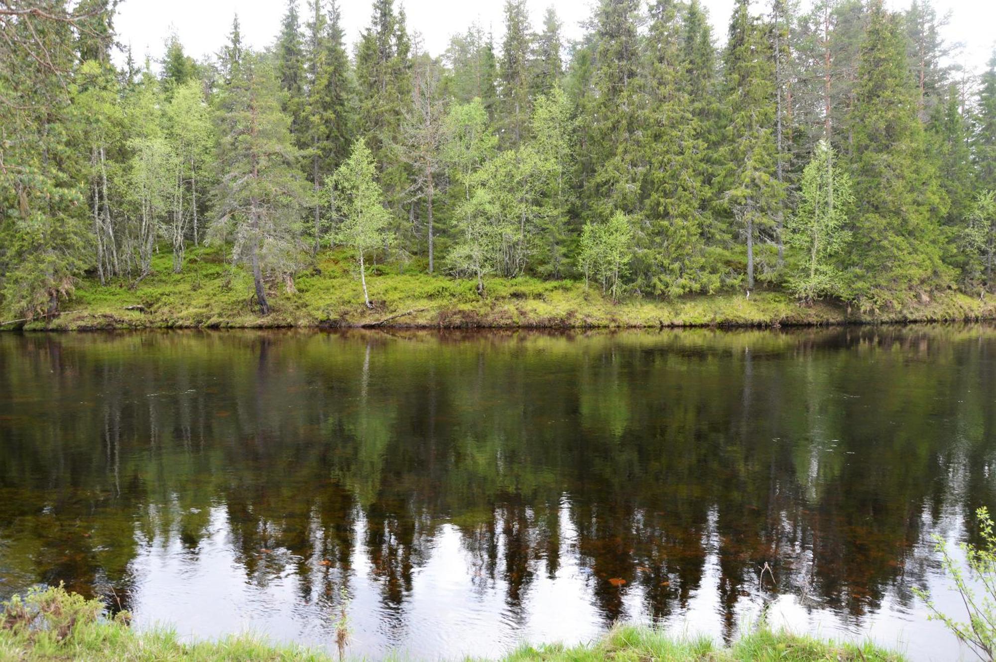 12 - Fulufjellets Nasjonalparker - Natur-, Dyre- Og Fugleopplevelser Ljørdal Екстериор снимка